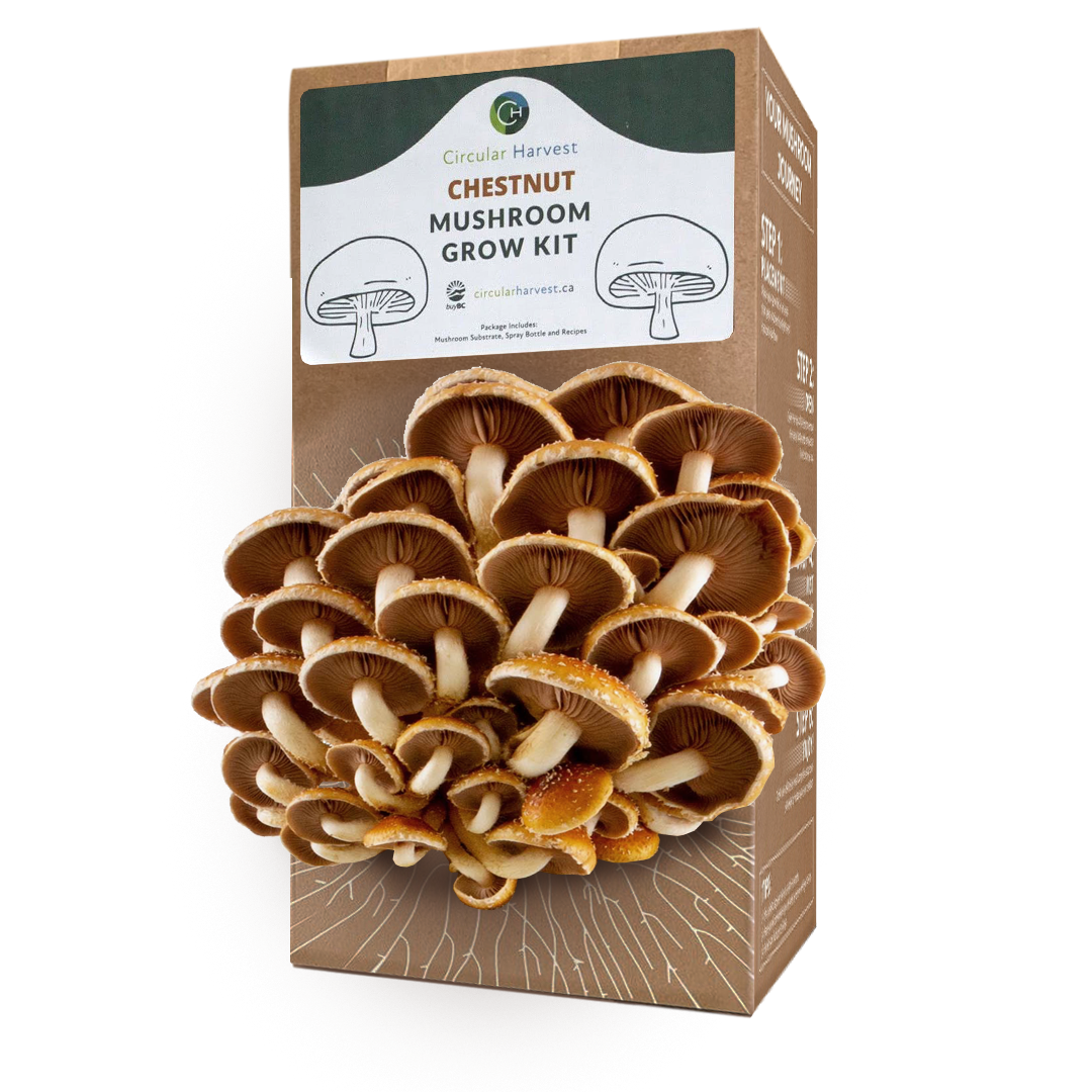 Chestnut Mushroom Grow Kit