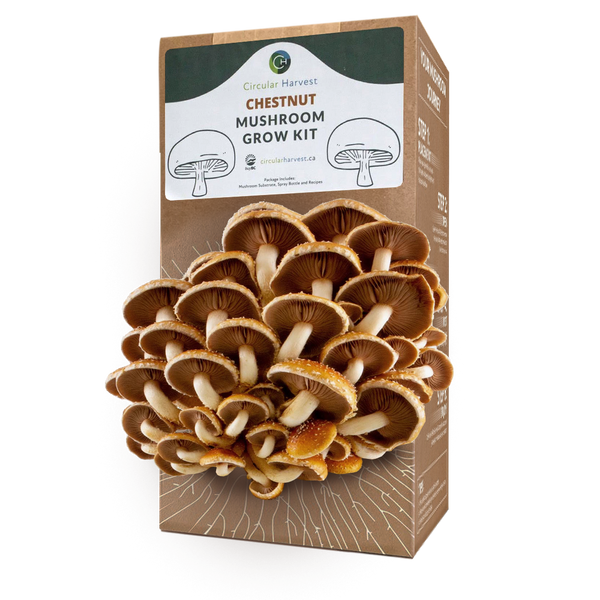 Chestnut Mushroom Grow Kit Refeed Canada