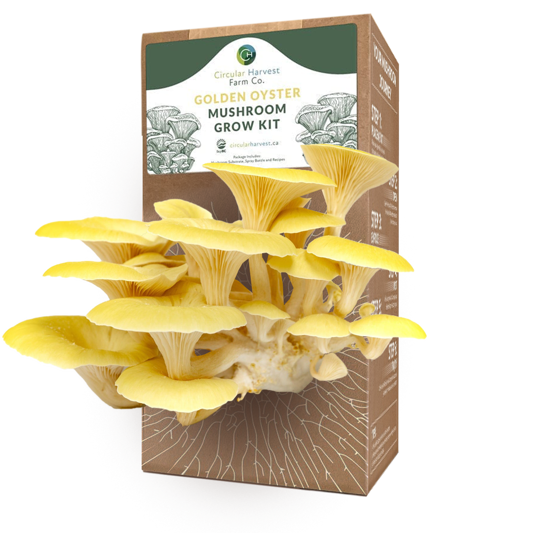 Golden Oyster Mushroom Grow Kit