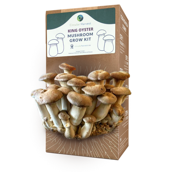 King Oyster Mushroom Grow Kit ReFeed Canada